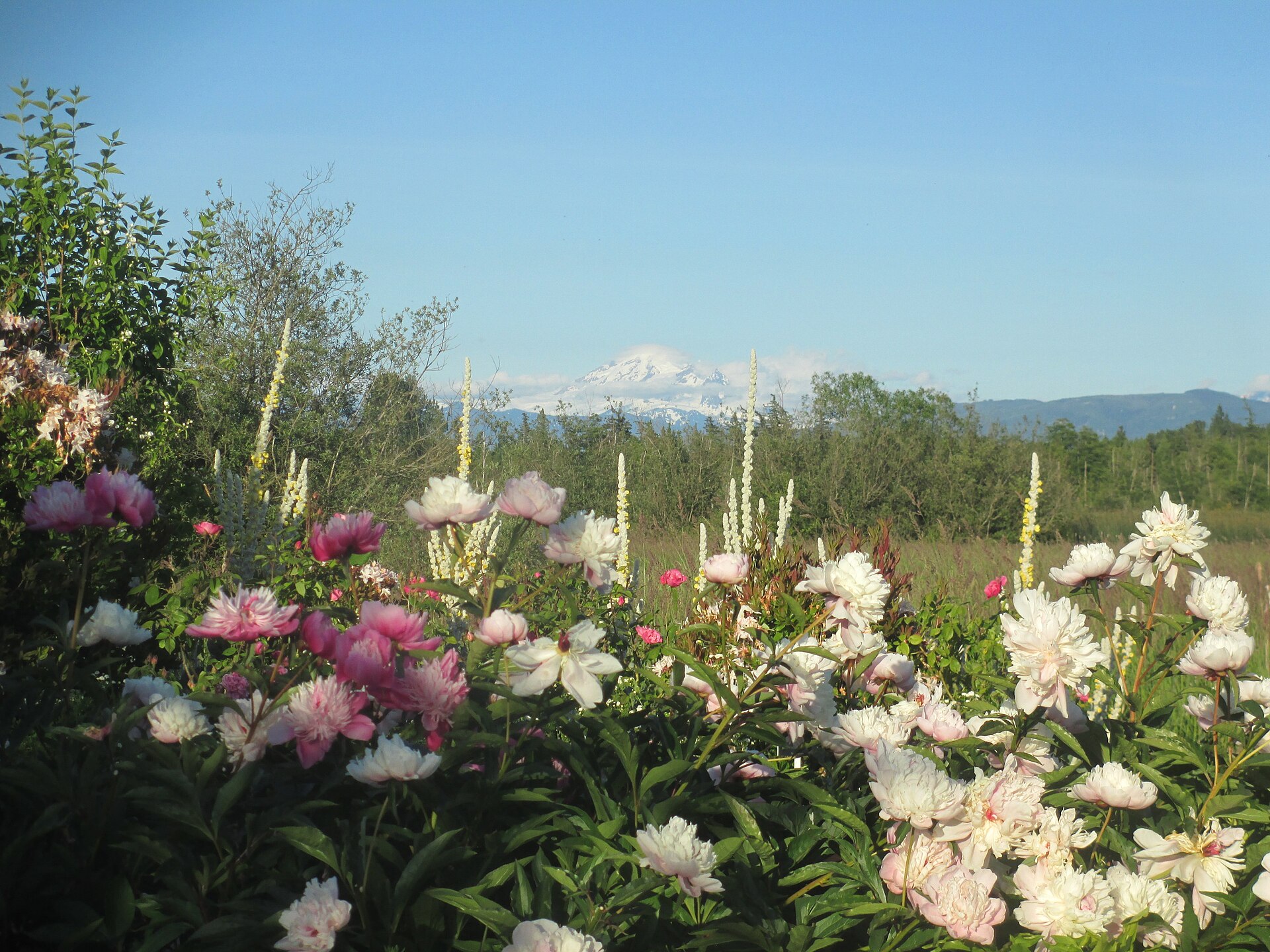 Mt. Baker over the Tennant Lake garden near Ferndale
